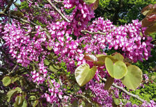 Cercis siliquastrum judas for sale  ST. ASAPH
