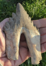 Molaire fossilisee basilosaure d'occasion  Saint-Girons