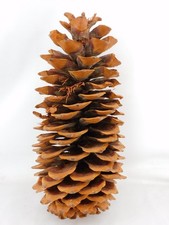 Giant coulter pinecone for sale  Island Lake