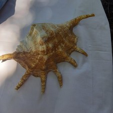 Coquillage new strombidae d'occasion  Millas