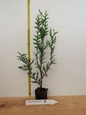 Thuja plicata virescens for sale  Albany