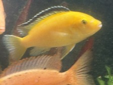 African cichlid electric for sale  Cedar Hill