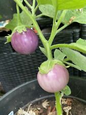 Aubergine lila lao gebraucht kaufen  Viersen