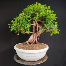 Bonsai esemplare ficus usato  San Pancrazio Salentino