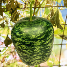 Apple gourd seeds for sale  Pittsburgh