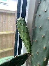 Prickly pear pad for sale  FORDINGBRIDGE
