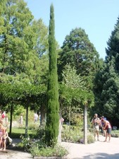 Toskana zypresse cupressus gebraucht kaufen  Dortmund