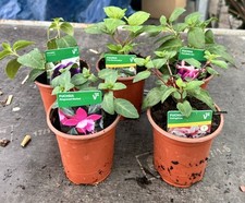 Mixed trailing fuchsia for sale  DEREHAM