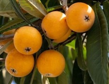 Loquat fruit tree for sale  Stockton