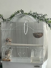 Three birds. two for sale  LONDON