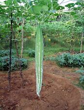 Graines serpent vegetal d'occasion  Sanary-sur-Mer