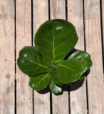 Ficus lyrata large for sale  Homestead