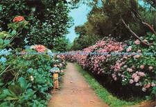 Hortênsia da Madeira D229016 em Queimadas comprar usado  Enviando para Brazil