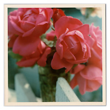 flower photo s for sale flower photo s for sale Portland
