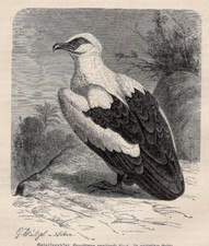 Palm nut vulture for sale  Brooklyn