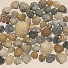 Cockle shells mix for sale  SKELMERSDALE