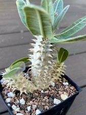 Pachypodium densiflorum seed d'occasion  Expédié en Belgium