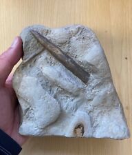 Beautiful large belemnite for sale  PLYMOUTH