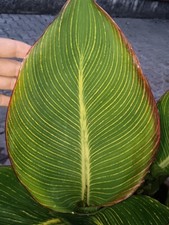 Pianta canna indica usato  Sora