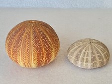 Pair large sea for sale  NEWPORT