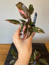 Philodendron pink princess for sale  BEVERLEY