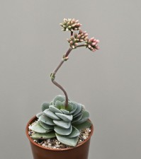 Crassula coralita succulent for sale Crassula coralita succulent for sale  WALTON ON THE NAZE