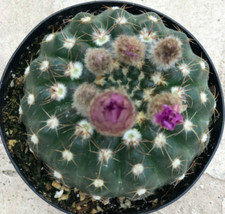 Notocactus uebelmannia disponi usato  Spedire a Italy