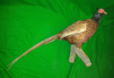 Common pheasant collar for sale  UK