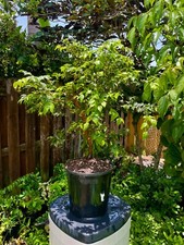 Sabara jabuticaba bonsai for sale  Bonita Springs