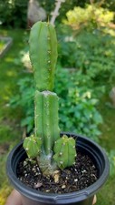 Bridgesii sacred cactus for sale  Davenport