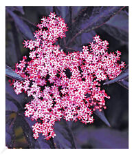 Schwarzer holunder sambucus gebraucht kaufen  Bensheim