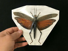 Entomologie insecte tropidacri d'occasion  Aiglun