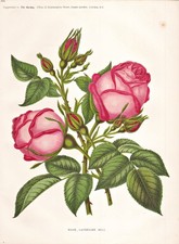 Roses rote rose gebraucht kaufen  Seubersdorf