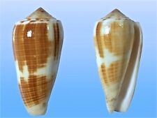 Conidae conus magus usato  Roma