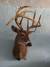 Boone crockett class for sale  Tavernier