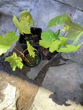 Sycamore saplings trio for sale  CLITHEROE