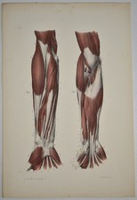 Anatomie myologie région d'occasion  Limoges-