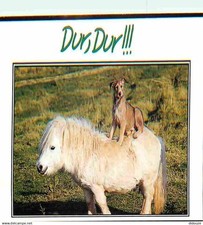 Animals horses shetland d'occasion  Expédié en Belgium