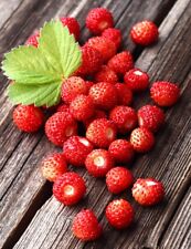 Strawberry regina alpine for sale  SALISBURY