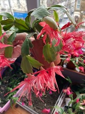 Christmas cactus schlumbergera for sale  LONDON