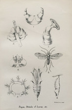 Antique 1896 insect for sale  TORRINGTON