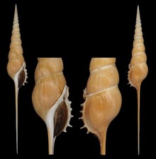 Coquillage collection tibia d'occasion  Lyon VI