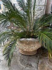 Cycas revoluta coppia usato  Acerra