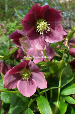 Helleborus queen night for sale  UK