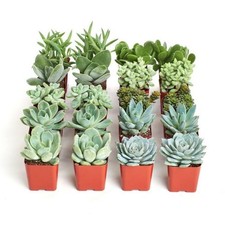 Easy care succulents for sale  Terrell