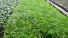 Carex pensylvanica plants for sale  Decatur