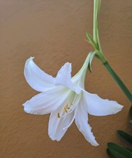 Hippeastrum tucumanum seeds usato  Bagnoregio