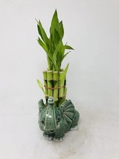 stalks tall bamboo for sale stalks tall bamboo for sale Menifee