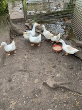 Cherry valley duck for sale  FRASERBURGH