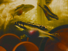 Rainbow kribensis cichlid for sale  Saint Petersburg
